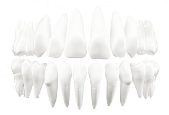 Tooth